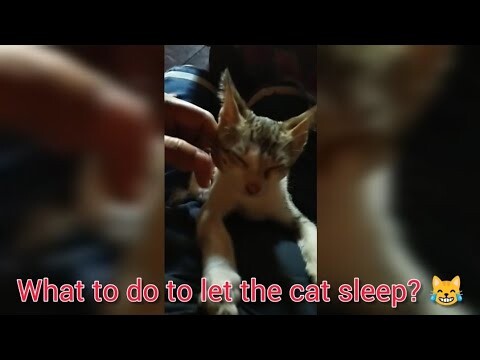 What to do to let the Cat Sleep?
