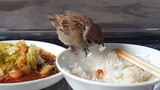 [DIY] Tình cờ gặp phải một chú chim nhỏ