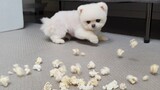 [Pecinta Anjing] Hujan popcorn di depan anjing