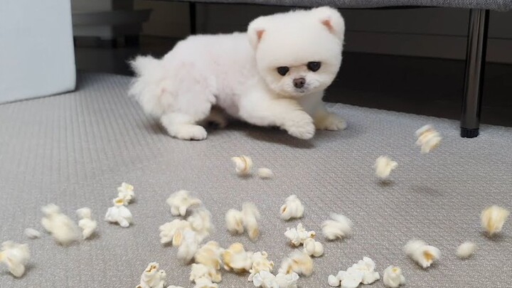 My Dog Loves Eating Popcorn