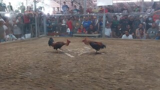 march 25 2hits ulutan win 1st fight