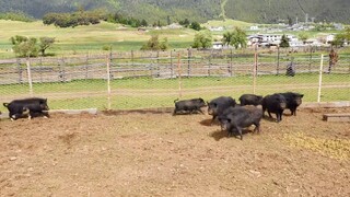 The 10,000 yuan drone bombed the plane, but I was very happy. The drone took me to find the Tibetan 