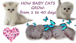 How baby cats grow: from 1 to 40 days | Cute | Silver chinchilla