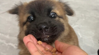 Anak anjing Sheniu akhirnya datang mengunjungi saya, dan bahkan mengajak anjing itu berjalan-jalan b