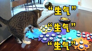 铲屎的过于没有眼力见，猫咪连呼生气