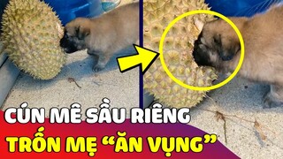 Bé cún đam mê mãnh liệt với 'MÓN SẦU RIÊNG' mà trốn mẹ 'ĂN VỤNG' bất chấp 😅 | Gâu Đần