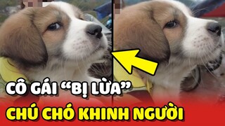 Cô gái đi mua CHÓ BẮC HÀ nhưng BỊ LỪA bởi ÁNH MẮT KHINH NGƯỜI của bé cún lai 😂 | Yêu Lu