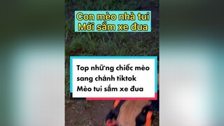 Chú mèo nhanh nhất tiktok catlover joydogmom yeumeo meota chomeodethuong meocute meo kindness xelanchomeo cute cliphay catontiktok meocon