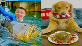 Thú Cưng TV | Tứ Mao Đại Náo #64 | Chó Golden Gâu Đần thông minh vui nhộn | Pets cute smart dog