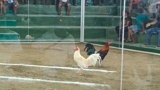 panalo sa wala tayo white kelso ang ating gamit na manok.