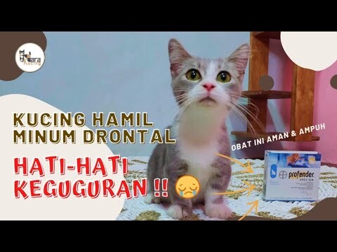 Obat Cacing Yang Aman Untuk Kucing Hamil