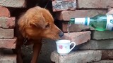 Động vật|Chó uống rượu