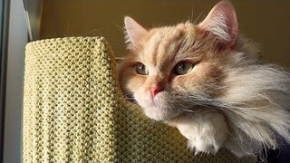 もふ猫と子猫が同じキャットタワーを使う姿が可愛すぎた… a kitten and a cat likes the same cat tree!