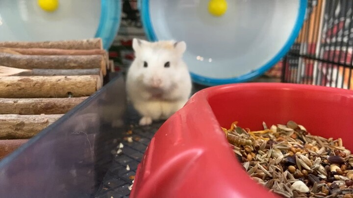 Hamster. What is a camera?