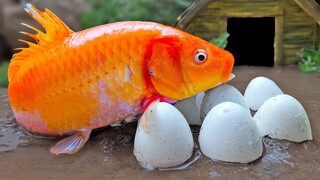 Ikan Koi Menyelamatkan ikan lele dari pertanian dan bertelur dengan belut, lego, lucu, memasak!