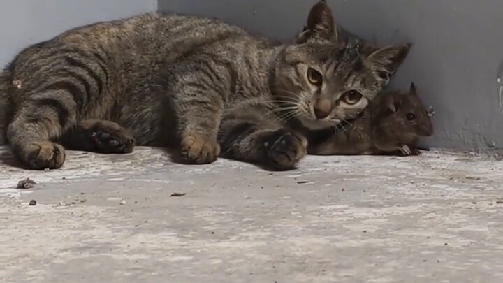 Real-life version of Tom and Jerry, Mouse: Please give me a quick death