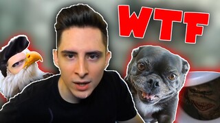 Rating My Twitch Viewers Pets (FUNNY MOMENTS)