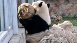 【大熊猫萌兰】爱分享的小盆友，很努力的跟妹妹分享自己的麻袋球