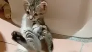 [Animal] Cats' "Breaking Dance"