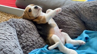 Should i Get a Beagle Puppy? Cute Beagle Puppies Compilation