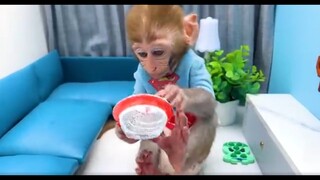 Monkey Baby Bon Bon Doing Shopping In  Eggs Toy Store And Brush Teeth In The Toilet