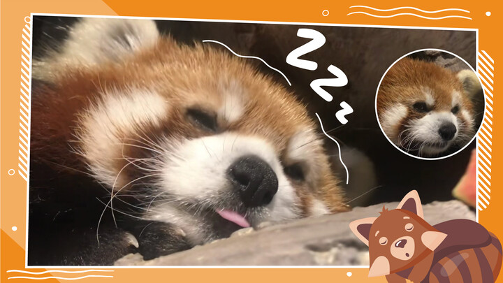 What if you put an apple next to a red panda while it's sleeping?