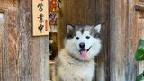 [Anjing] Alaska yang Tampan Bertingkah Imut Untuk Menarik Pengunjung