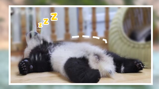 Sound sleep of a panda, the national treasure