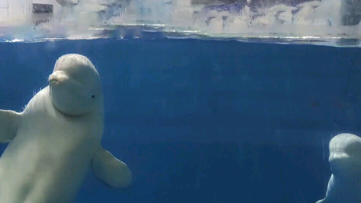 Beluga Standing up for Its "Little Brother"!