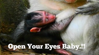 Open Your Eyes Baby.!!, Newborn Monkey Jinx Hug Mom Feeding Not Open Eyes,What Happen On Baby Monkey