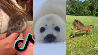 Cute and Funny Animal TikToks - Animal Side of Tiktok #5