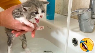 Best Funny Animal Videos Of The 2023 🤣 - Funniest Cats And Dogs Videos 😺😍