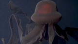 [Hewan]Stygiomedusa Gigantea yang Direkam Oleh Ahli Biologi Kelautan