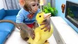 Baby Monkey Bon Bon eat watermelon and plays with duckling