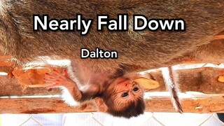 OMG ! Poor Monkey Dolly Can Not Care Baby Dalton ,Pity Poor Baby Nearly Fall Down , Dolly Very Tired