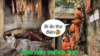 Thợ điện nhưng lạ lắm - Nhờ mèo trông thịt hộ 🤦‍♂️ - Top bình luận hài ý nghĩa Face Book.