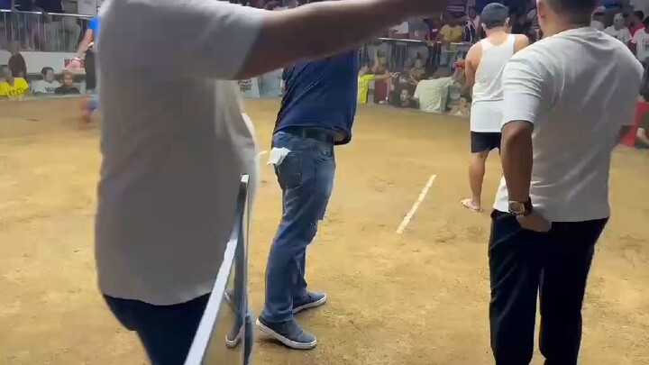 4 cocks derby @ gallera de mandaue  first fight win 1/4