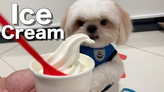 My Shih Tzu Dog Eats Ice Cream | So Cute!