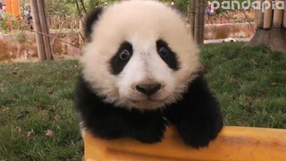 [Animals]Happy daily life of panda brothers