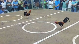 4cock @ SJC, 1st fyt win (red tape)