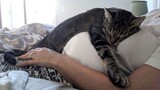 Cute Is Not Enough! - Cute Cats And Their Owners Sleep Together