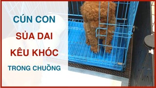 Chó con mới về nhà kêu khóc - sủa liên tục | Cách huấn luyện chó cơ bản BossDog | Dog training