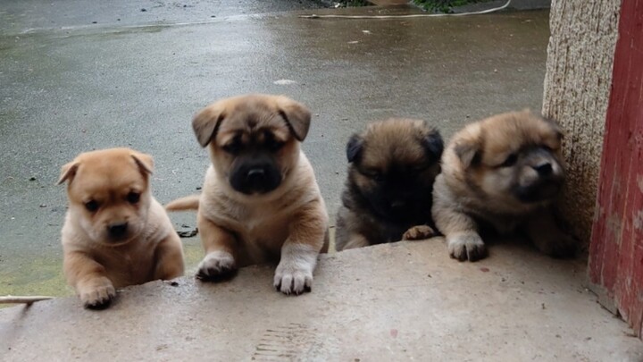 The birth of five puppies makes the family poorer