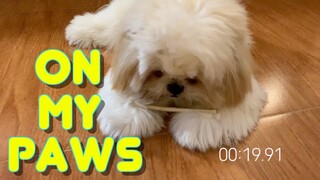 Cute Shih tzu Puppy tries again to wait patiently to get his treats