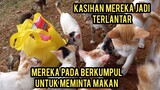 Allahu Akbar Bikin Sedih Kucing Banyak  Banget Di Buang Pada Kelaparan..!