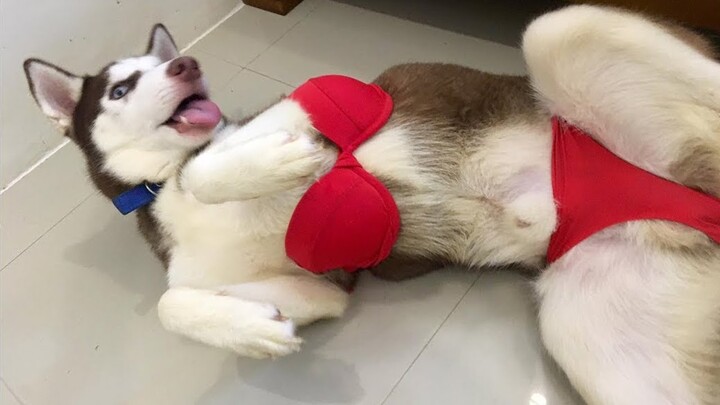 Thử Thách Cấm Cười Trong 3 Giây Đầu Tiên | Chó Hài Hước Bá Đạo | Funny Dogs Compilation Clean