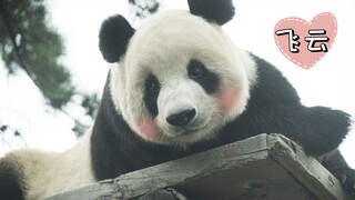飞云：想到自己是熊猫馆首重 愁的又多吃了几斤