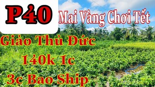 Mai vàng chơi tết p40 | 0706645935 Thiệu | Mai Vàng giảo thủ đức 140k 1c 3c gỏi hàng  bao ship