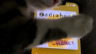 kucing horor