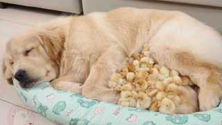 难以置信！小鸡跳上金毛犬的床，想让金毛抱着她们睡觉